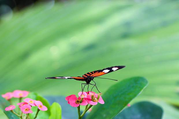 O que fazer em Key West: Key West Butterfly and Nature Conservatory