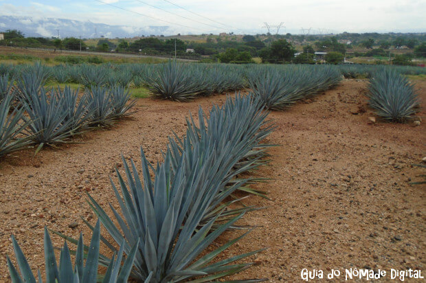 O que Fazer em Tequila, México?