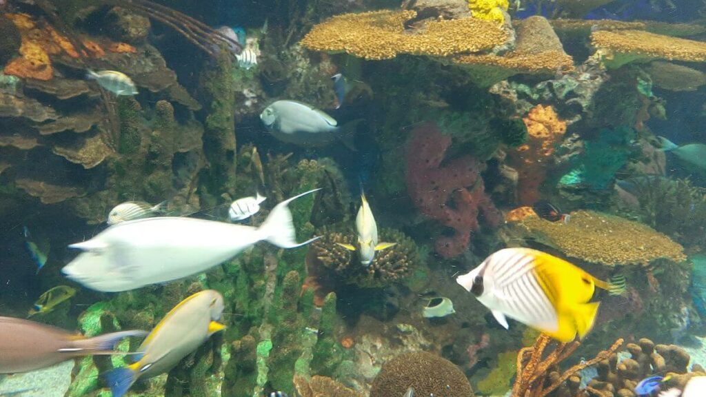 Ripley’s Aquarium do Canadá - Aquário de Toronto