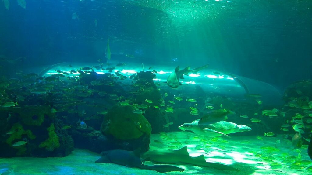 Ripley’s Aquarium do Canadá - Aquário de Toronto